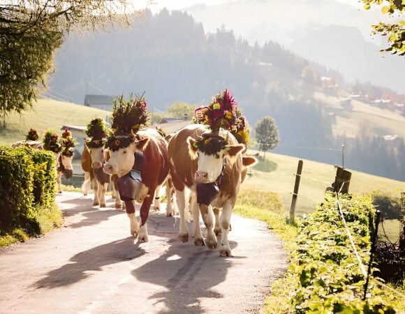 10 Famous Festival in Switzerland You Must Experience in 2024