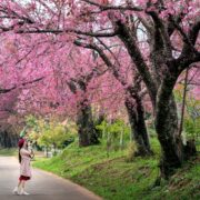 Japan during Cherry Blossom Season