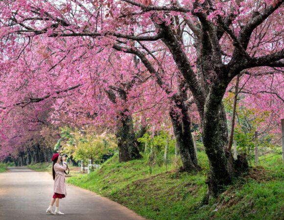6 Best Places to Visit in Japan during Cherry Blossom Season