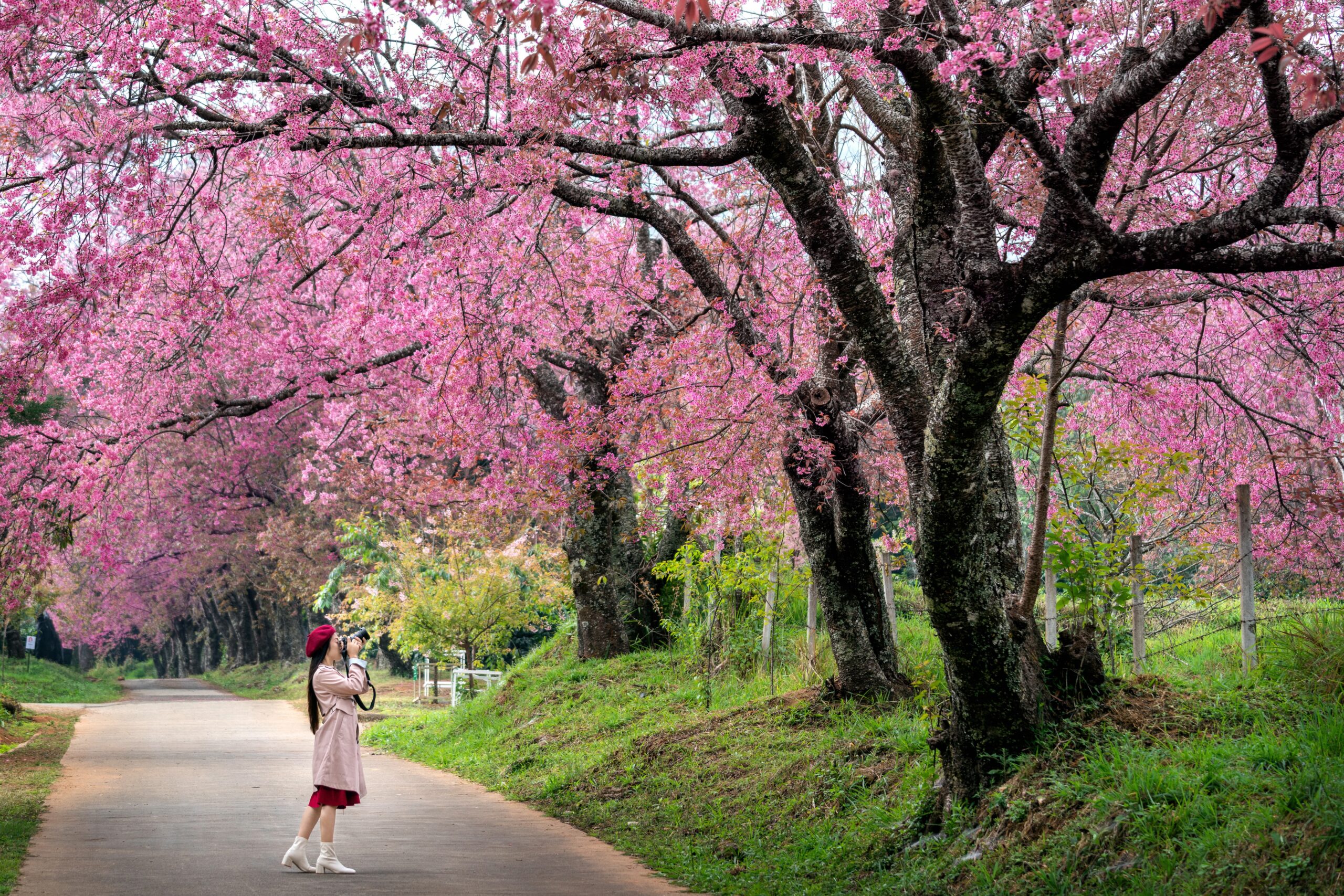 Japan during Cherry Blossom Season