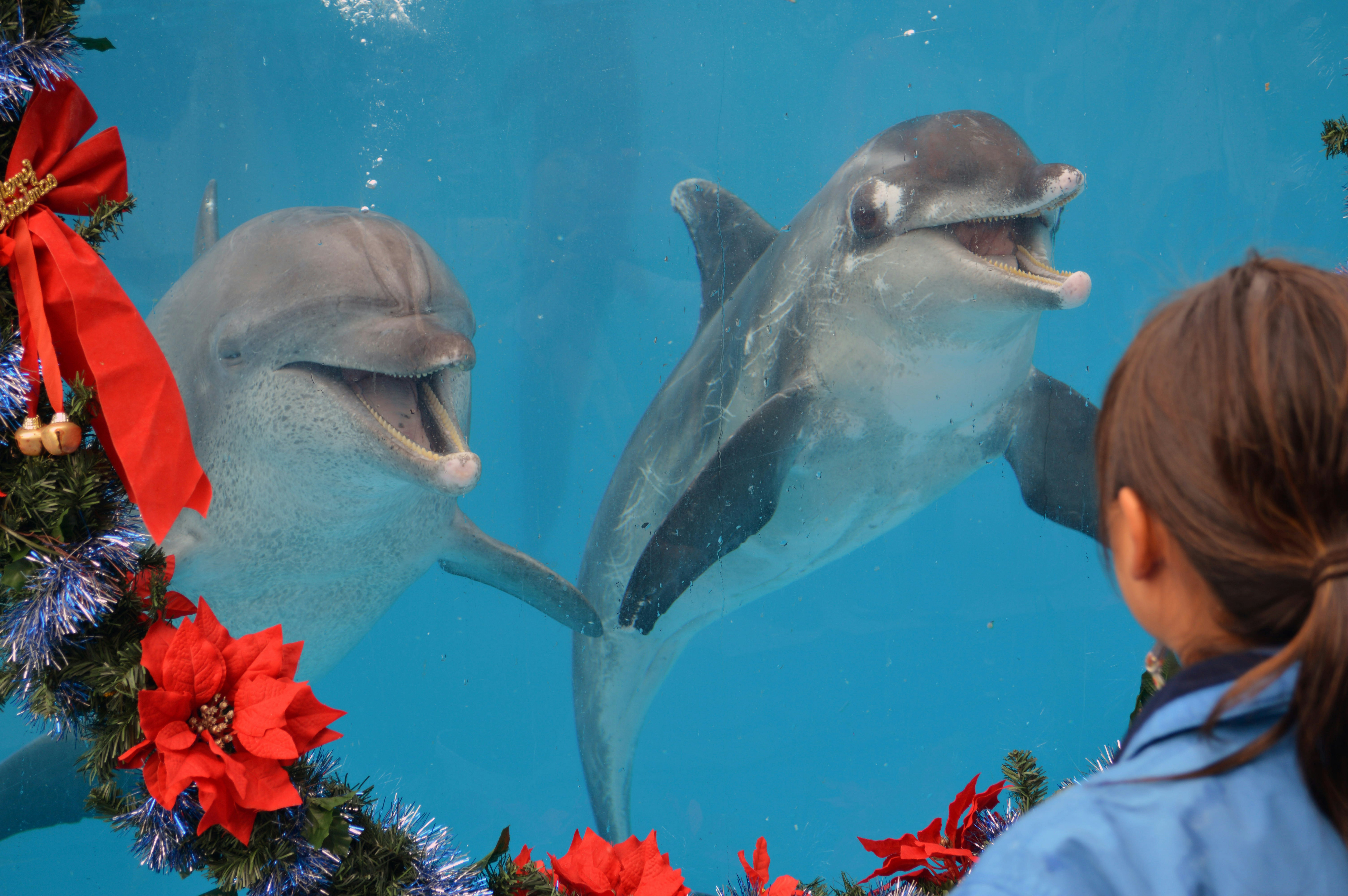Dubai Dolphin Show Couples Guide
