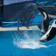 SeaWorld Abu Dhabi
