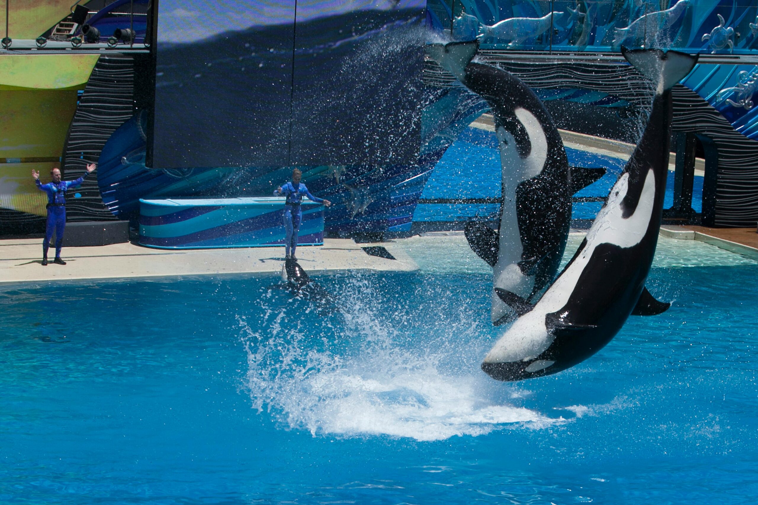Ways to Save on SeaWorld Abu Dhabi Tickets