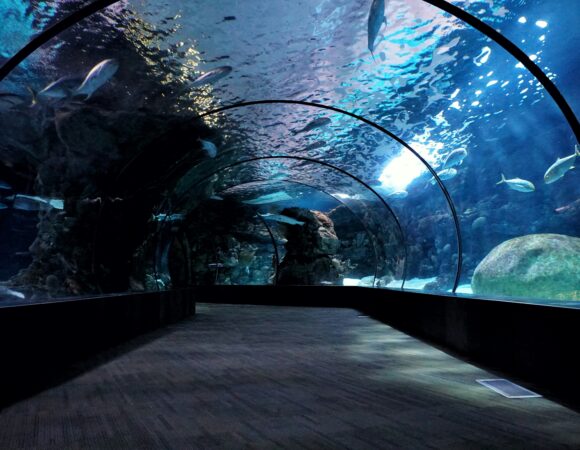 Best Day of the Week to Use Your Dubai Mall Aquarium Ticket 
