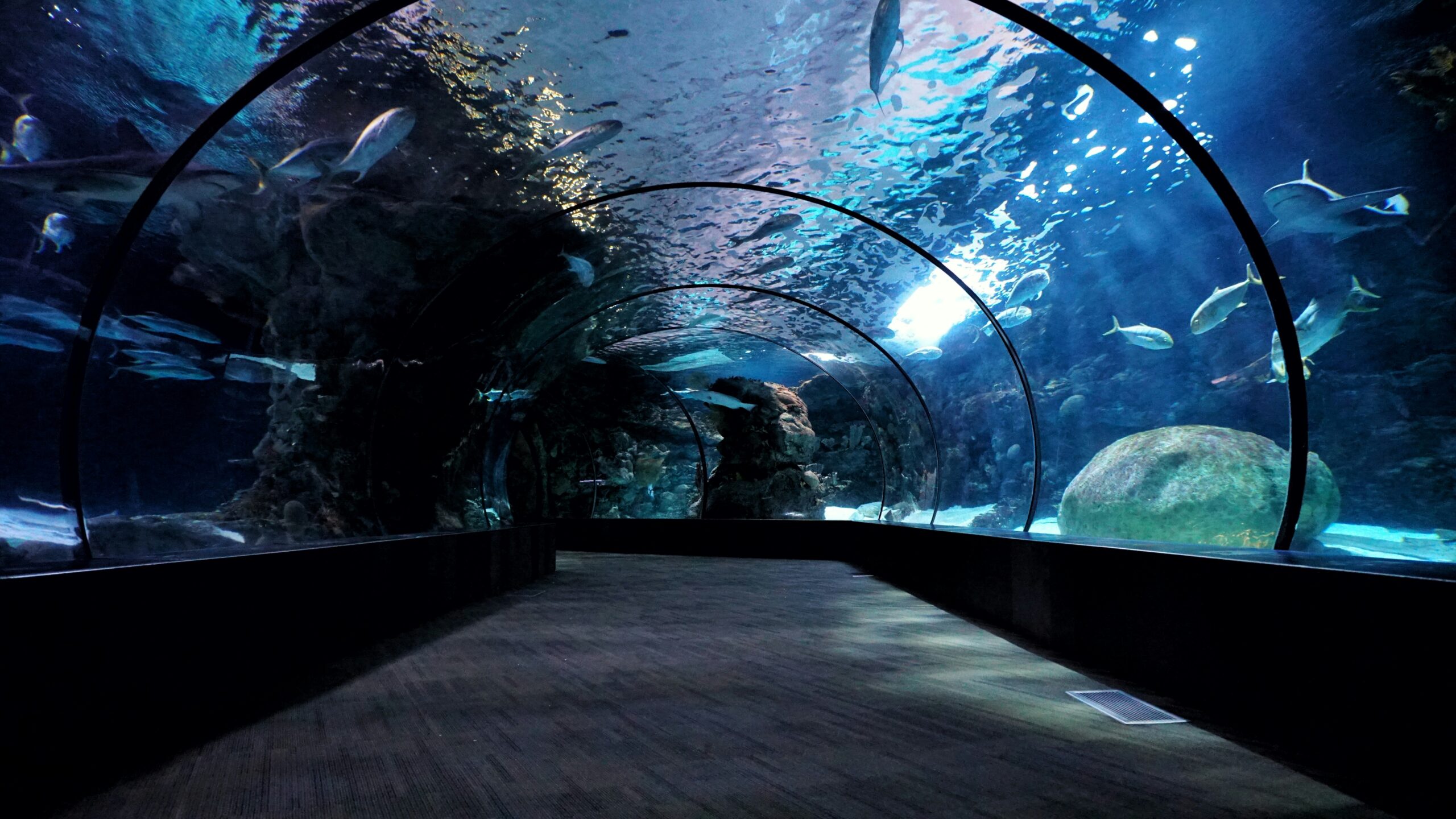 Dubai Mall Aquarium Ticket