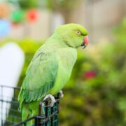 Eco-friendly Dubai Safari Park
