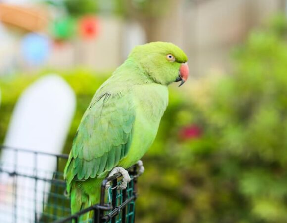 Eco-Friendly Features of Dubai Safari Park You’ll Love