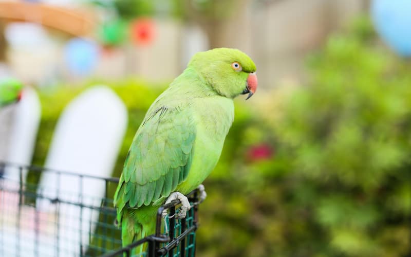 Eco-friendly Dubai Safari Park