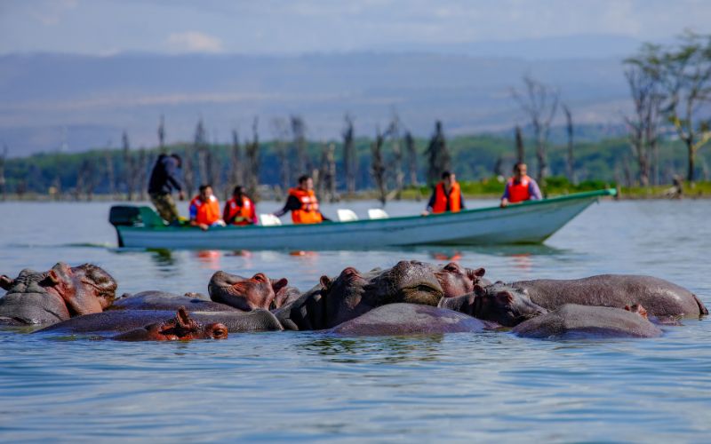 Safari Experiences in Kenya