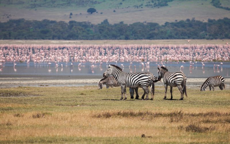 Luxury Safari in the Private Conservancies