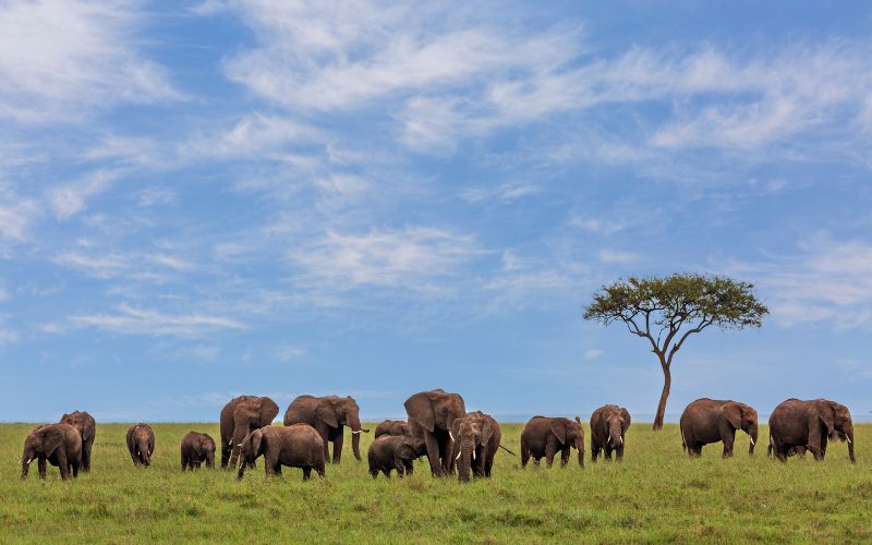Safari Experiences in Kenya